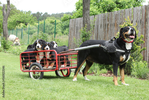 Bitch of Greater Swiss Mountain Dog with its puppies