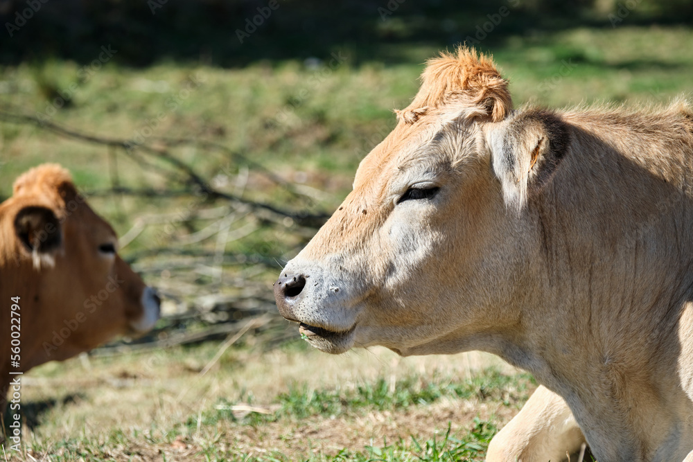 Vache Aubrac