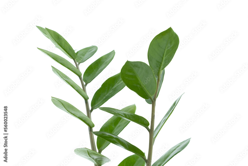 Zamiokulkas twigs isolated on a white background. The concept of minimalism. Copy space. Zamiokulkas twigs isolated on a white background. The concept of minimalism. Copy space.