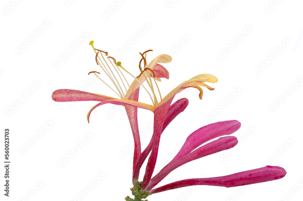 honeysuckle flowers isolated