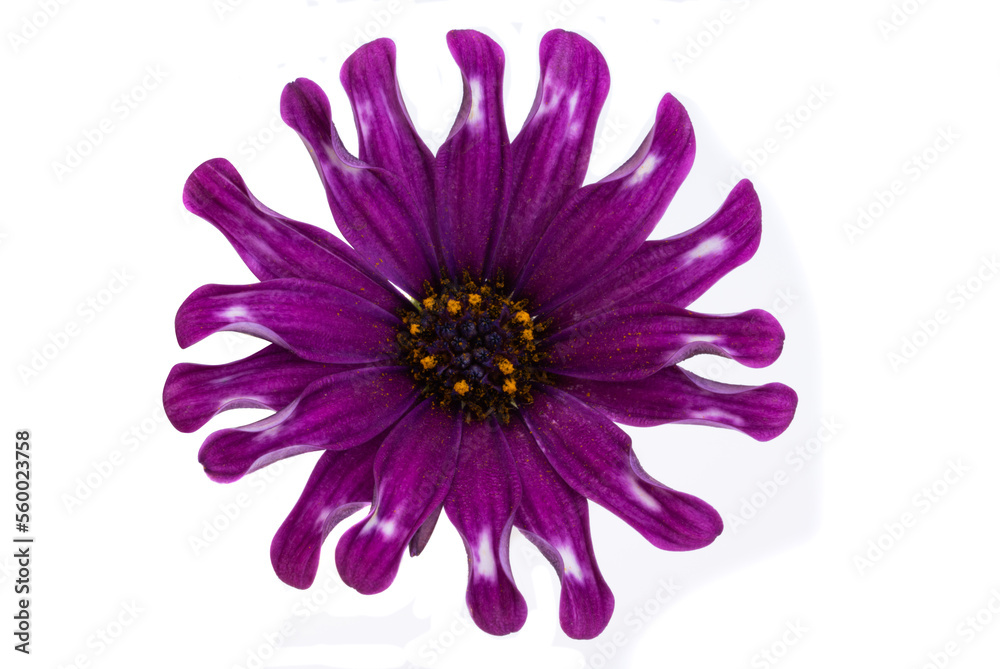 Obraz premium Osteospermum Flower isolated