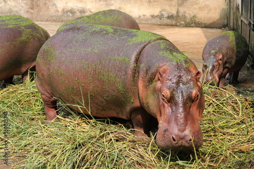 A group of giant hippopotomus at a zoo of Bangladesh