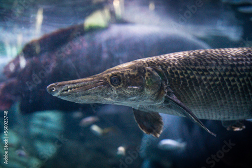 North American alligator gar swimming underwater ornamental fish