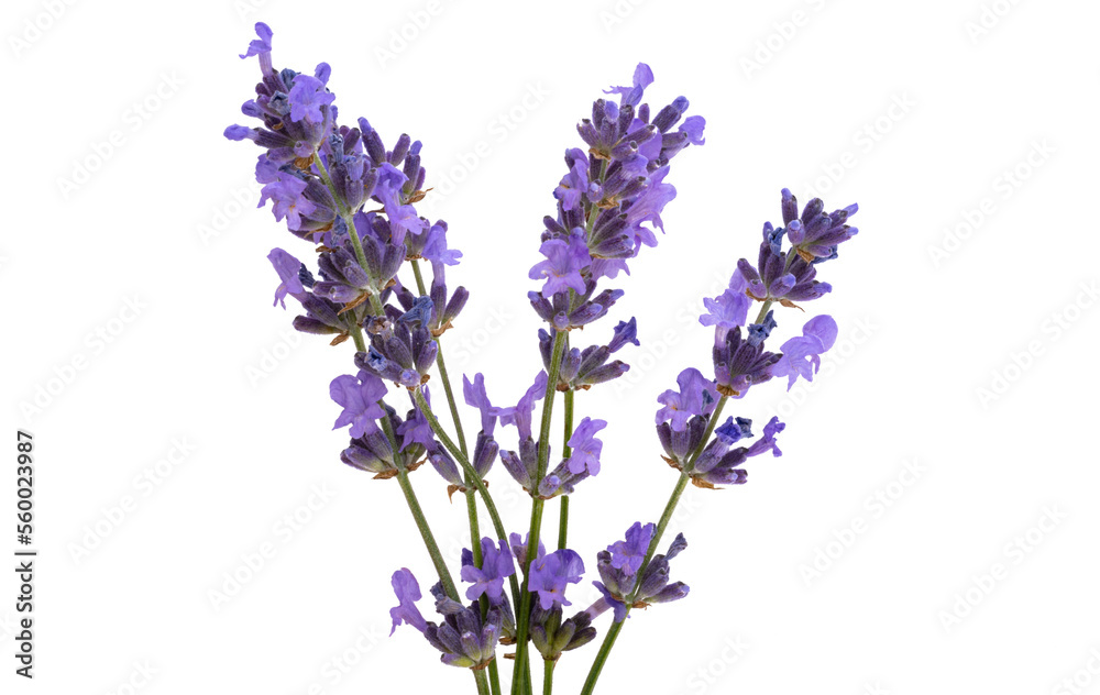 Naklejka premium lavender isolated