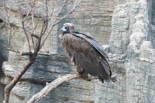 Vulture vulture resting on a branch