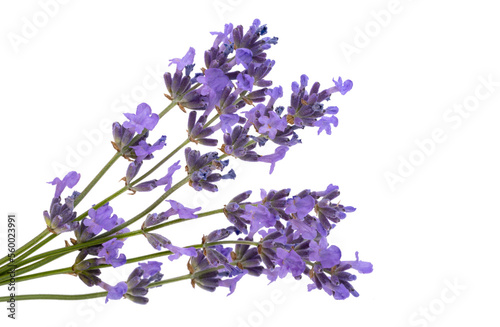 lavender isolated