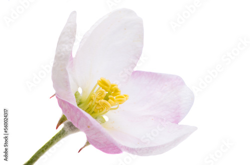 apple tree flowers isolated
