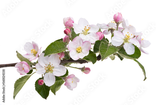 Fototapeta Naklejka Na Ścianę i Meble -  apple tree flowers isolated