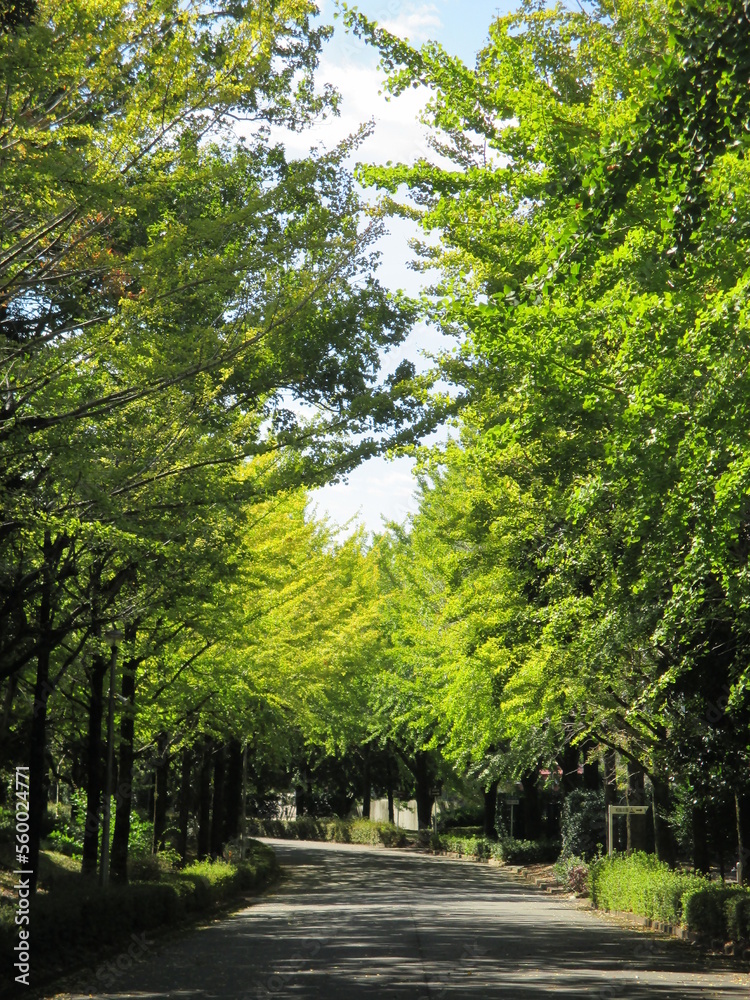 日本の初秋、銀杏並木が淡い色に染まり始める