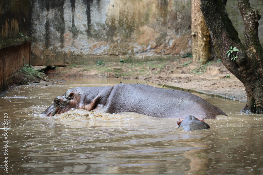 Fototapeta premium A large hippopotomus at a sink in the national zoo of Bangladesh