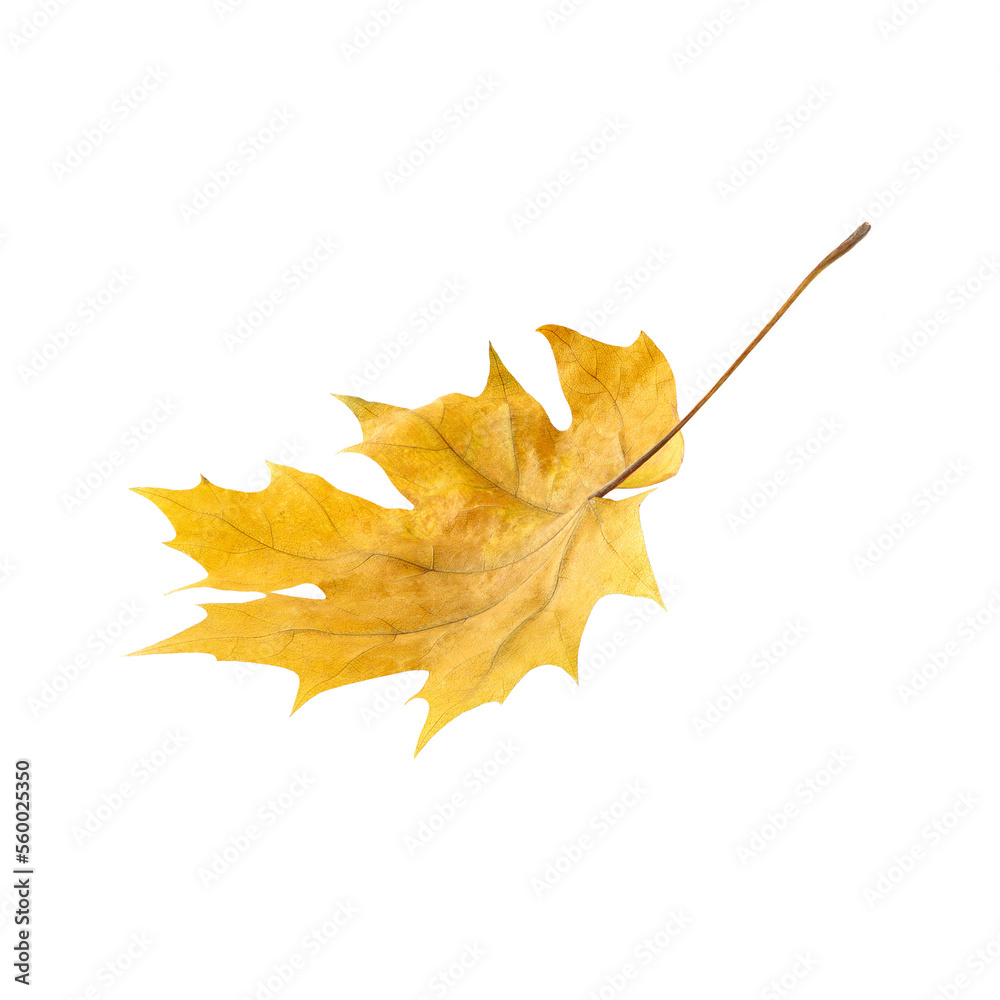 yellow fall maple leaf isolated on white background yellow fall maple leaf isolated on white background