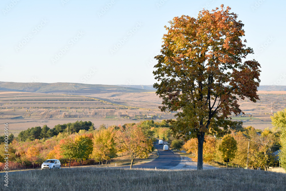 Obraz premium autumn landscape with tree