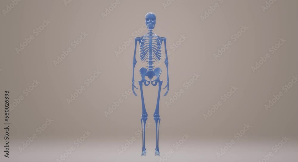 human body anatomy, skull skeleton human body anatomy, skull skeleton