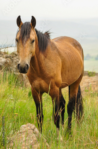 horse in the field