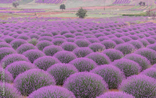 Lavander Garden Isparta Turkey photo
