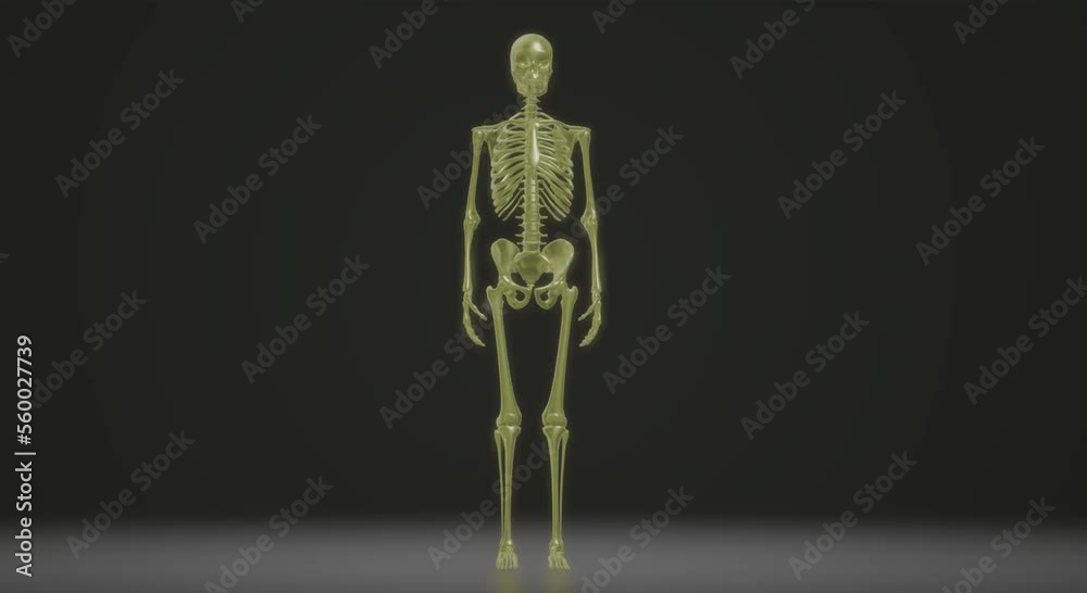 human body anatomy, skull skeleton human body anatomy, skull skeleton