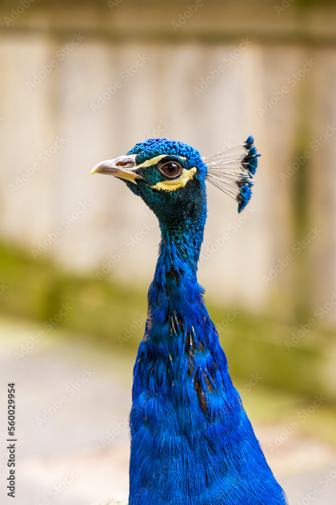 Fototapeta premium Beautiful male peacock in the zoo