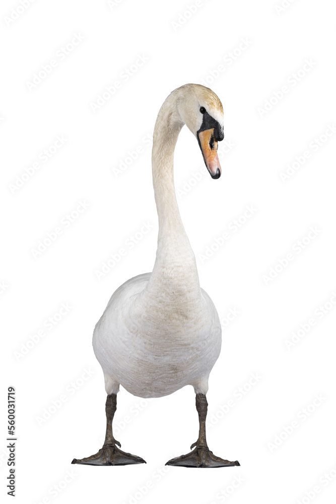 Fototapeta premium Beautiful male white Mute swan, standing facing front. Looking to camera. Head in curve. Isolated cutout on transparent background.