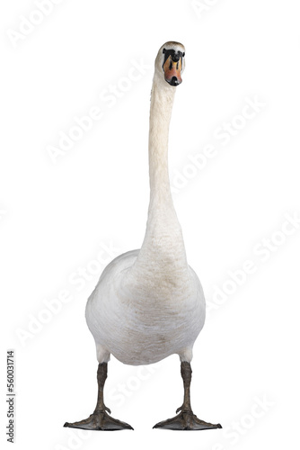 Fototapeta Naklejka Na Ścianę i Meble -  Beautiful male white Mute swan, standing facing front. Looking to camera showing both eyes. Isolated cutout on transparent background.