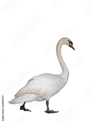 Beautiful male white Mute swan  walking sode ways. Looking straight ahead. Isolated cutout on transparent background.