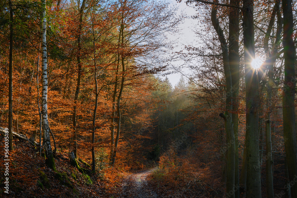 Fototapeta premium Stimmungsvoll im Herbstwald mit Weg am Morgen