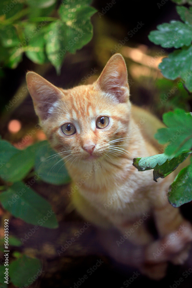 Portrait of cute wild cat