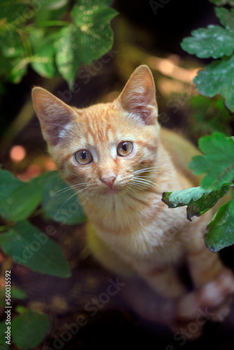 Portrait of cute wild cat © olena