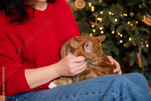 A red-haired cat is sitting at a girl in a red sweater. Petting a pet cat