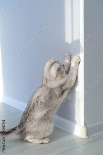 The kitten tore the wallpaper with its claws. The cat spoils the interior of the house with its claws.