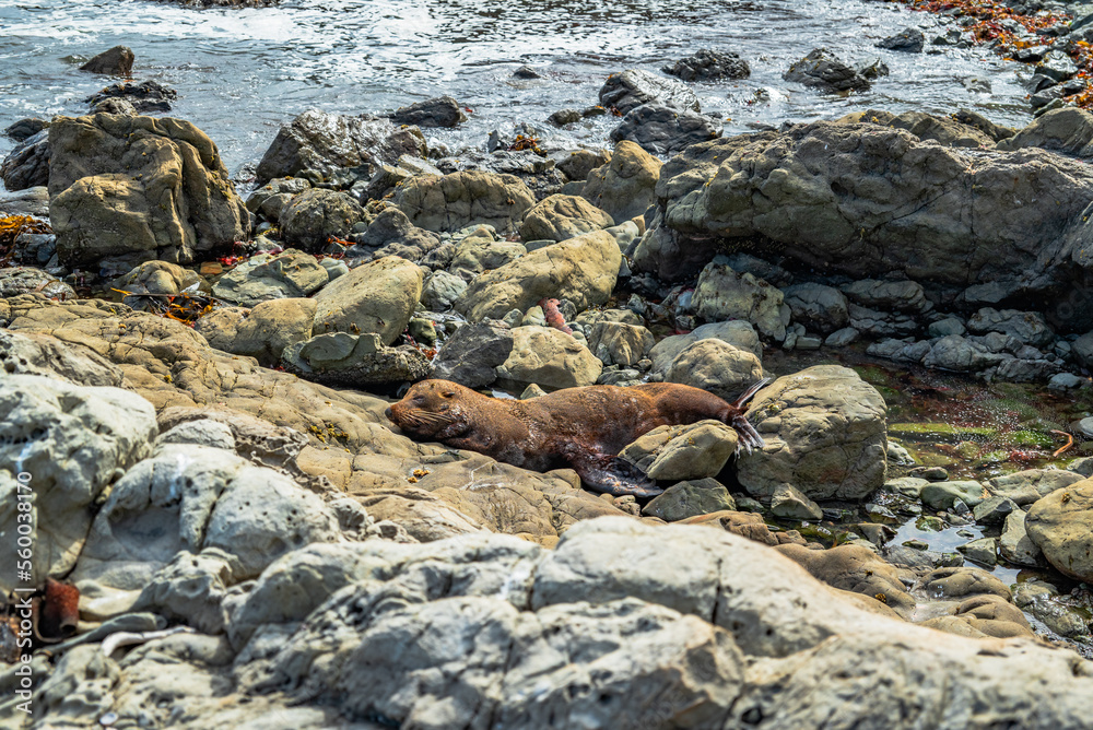 Obraz premium Seals on the rocks