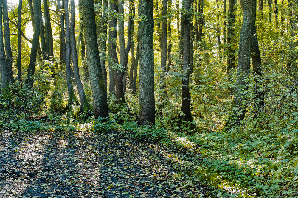 Obraz premium green forest and the sun at dawn , forest road in the foreground