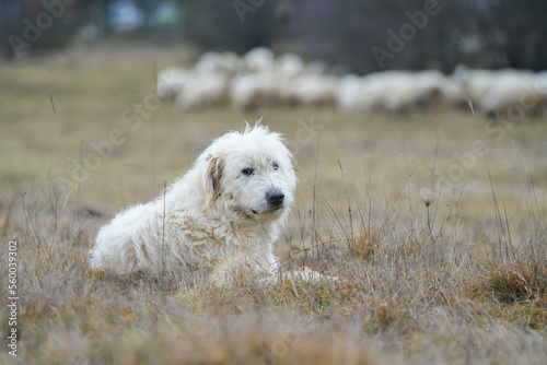 Portrait of nice white dog - Sheepdog mioritic. shepherd dog in nature. animal with long fur. © samy