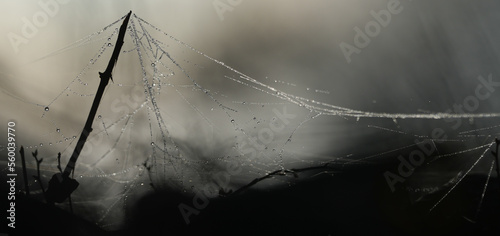 Bild auf Leinwand Close up of spider web at sunrise
