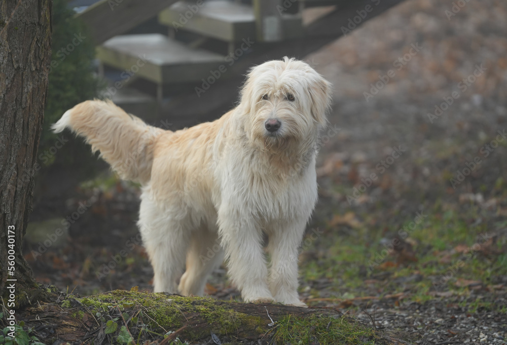 Portrait of nice white dog - Sheepdog mioritic. shepherd dog in nature. animal with long fur. Portrait of nice white dog - Sheepdog mioritic. shepherd dog in nature. animal with long fur.