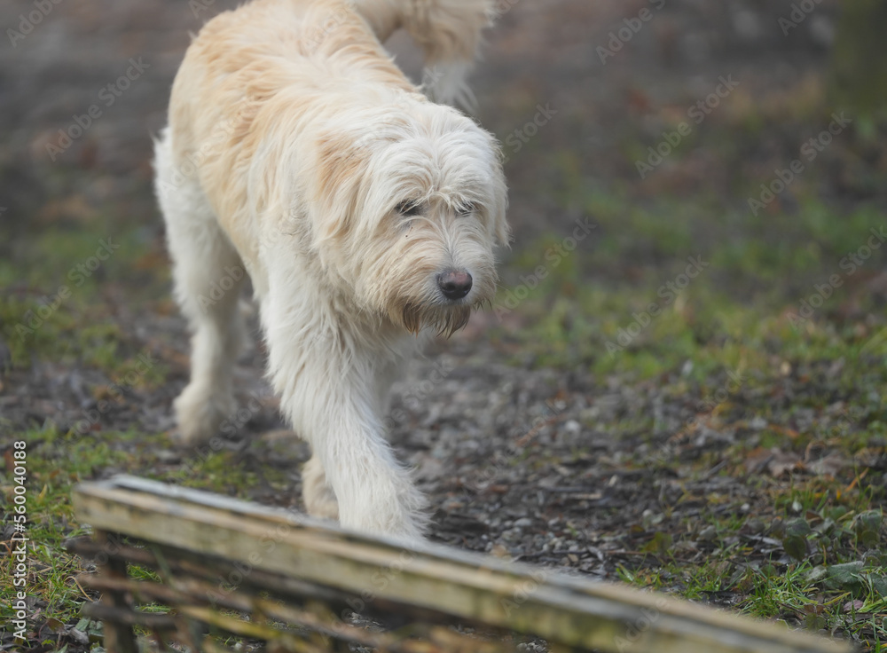 Portrait of nice white dog - Sheepdog mioritic. shepherd dog in nature. animal with long fur.