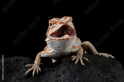 Bearded Dragon baby Closeup on stone with isolated background, Bearded Dragon closeup 