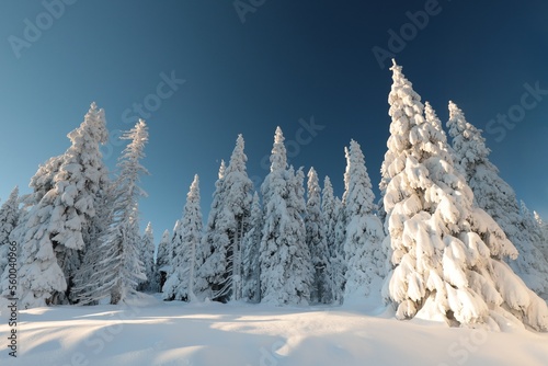 Winter landscape, snow-covered spruce trees on the top of the mountain