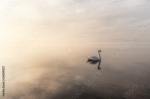 Fototapeta Naklejka Na Ścianę i Meble -  Jezioro łabędzie