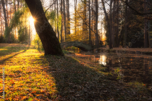 Fototapeta Naklejka Na Ścianę i Meble -  Park