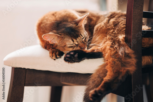 Beautiful red cute catsleeping in the cozy home room on the chair photo