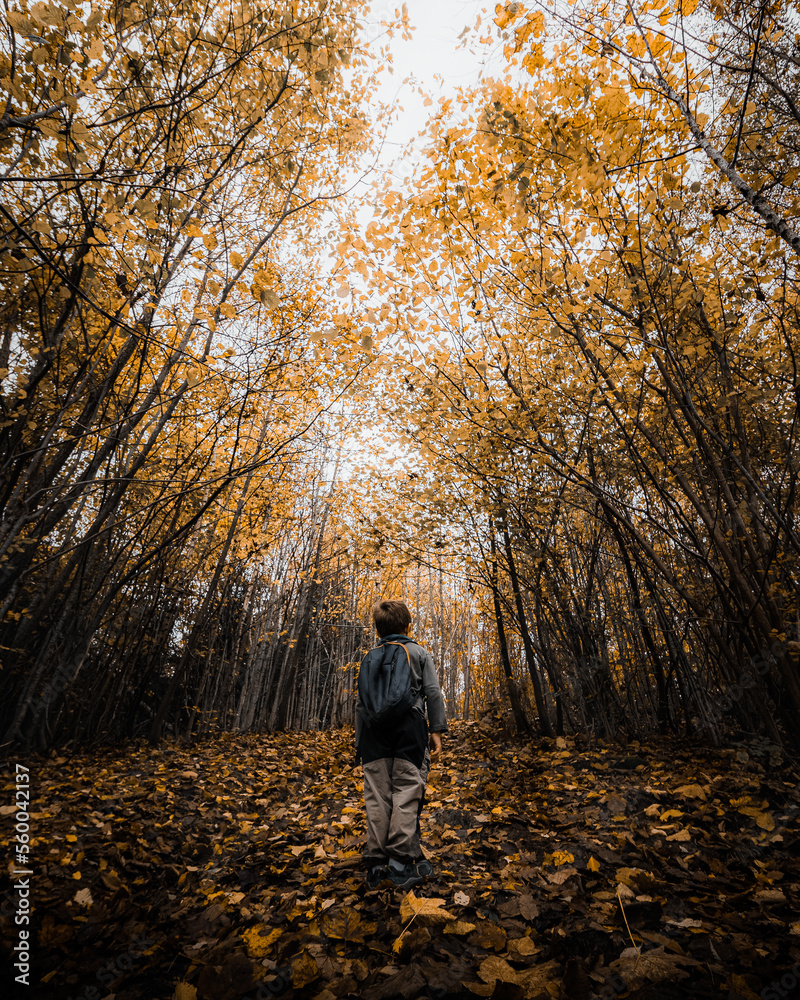 child walking in autumn child walking in autumn