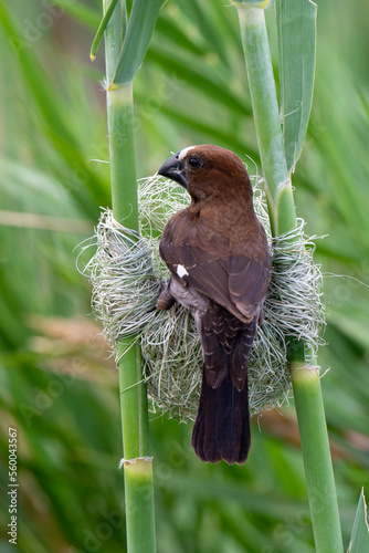 Amblyospize à front blanc, nid, .Amblyospiza albifrons, Thick billed Weaver photo