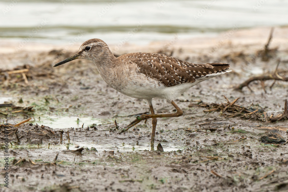 Chevalier sylvain,.Tringa glareola , Wood Sandpiper Chevalier sylvain,.Tringa glareola , Wood Sandpiper