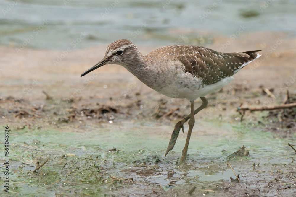 Chevalier sylvain,.Tringa glareola , Wood Sandpiper Chevalier sylvain,.Tringa glareola , Wood Sandpiper