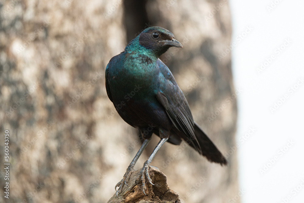 Choucador de Burchell,.Lamprotornis australis, Burchell's Starling Choucador de Burchell,.Lamprotornis australis, Burchell's Starling