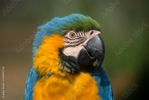 Ara bleu .Ara ararauna   Blue and yellow Macaw