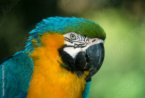 Ara bleu,.Ara ararauna , Blue and yellow Macaw