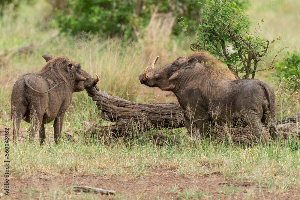 Fototapeta premium Phacochère commun, Phacochoerus africanus, Afrique du Sud