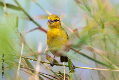 Tisserin jaune,.Ploceus subaureus, Eastern Golden Weaver photo