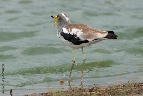 Vanneau à tête blanche,.Vanellus albiceps, White crowned Lapwing, Afrique du Sud © JAG IMAGES